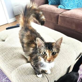 Karen -  Domestic Long Hair Cat Available for Adoption in South Riding, Virginia - Karen | PetCurious