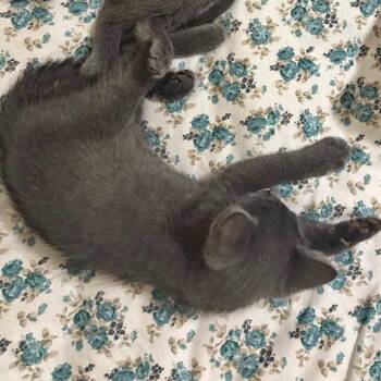 Bill -  Russian Blue Cat for Adoption in Mount Vernon, Arkansas - Bill | PetCurious