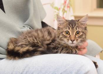 Maine Coon and Norwegian Forest Cat Cats Available for Adoption - Diet Coke | PetCurious
