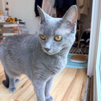 Domestic Short Hair Cats Available for Adoption in Gibsonia, Pennsylvania - Sydney | PetCurious