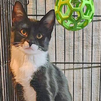 Evie -  Domestic Short Hair Cat for Adoption in Lisbon, Connecticut - Evie | PetCurious
