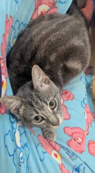 Primrose -  Domestic Short Hair Cat for Adoption in Park Row, Texas - Primrose | PetCurious