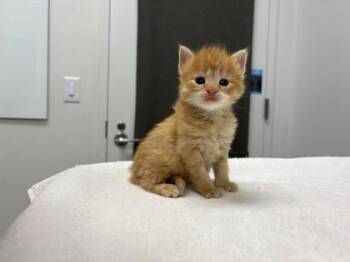 Tater Tot -  Domestic Medium Hair Cat for Adoption in Kansas City, Missouri - Tater Tot | PetCurious