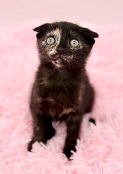 Papier Mache -  Scottish Fold Cat for Adoption in Covington, Louisiana - Papier Mache | PetCurious
