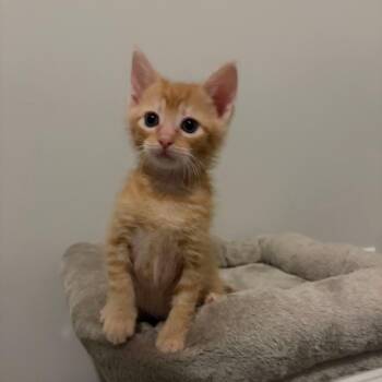 Jefferson -  Domestic Short Hair Cat for Adoption in Valdosta, Georgia - Jefferson | PetCurious