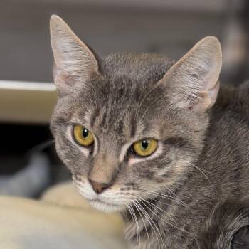 Joffrey -  Domestic Short Hair Cat for Adoption in Palm Springs, California - Joffrey | PetCurious