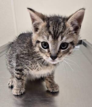 Domestic Short Hair Cats Available for Adoption in Christiansburg, Virginia - Delphi | PetCurious