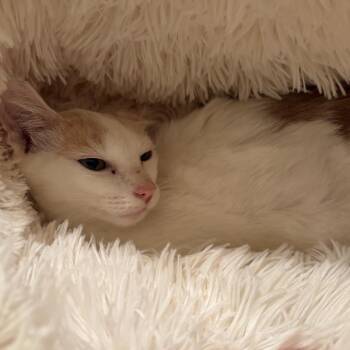 Prince -  Domestic Short Hair Cat for Adoption in Fort Lauderdale, Florida - Prince | PetCurious