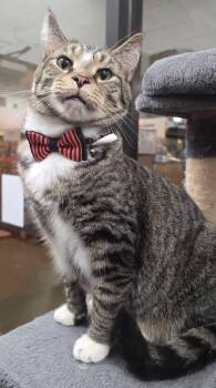 Bogie - loving & stylish -  Domestic Short Hair Cat for Adoption in Hendersonville, Tennessee - Bogie - Loving & Stylish | PetCurious