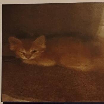 Mister -  Domestic Short Hair Cat for Adoption in Grantsville, Utah - Mister | PetCurious