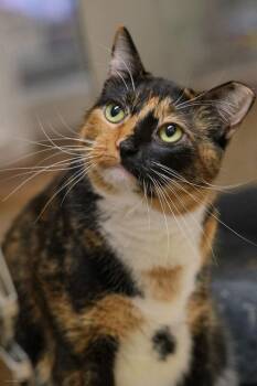 Domestic Short Hair Cats Available for Adoption - Bellanova | PetCurious