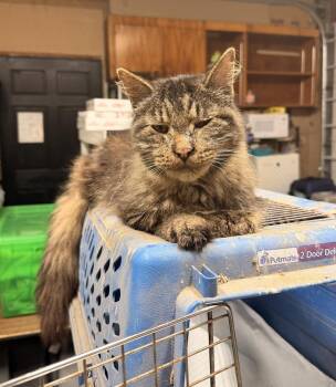 Buddy -  Domestic Medium Hair Cat for Adoption in Topeka, Kansas - Buddy | PetCurious