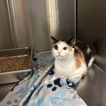 Rescue Domestic Medium Hair Cats for Adoption in Windsor, Virginia - Honey Bee | PetCurious