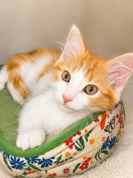 Ginger -  Domestic Medium Hair Cat for Adoption in Calimesa, California - Ginger | PetCurious