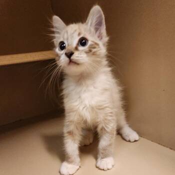 Track w/ Beat - Butler Campus -  Domestic Short Hair Cat for Adoption in Flagstaff, Arizona - Track W/ Beat - Butler Campus | PetCurious