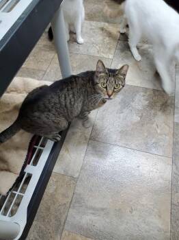 Lala -  Domestic Short Hair Cat Available for Adoption in Philippi, West Virginia - Lala | PetCurious