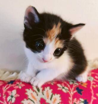 Linda -  Domestic Short Hair Cat for Adoption in Columbia, Illinois - Linda | PetCurious