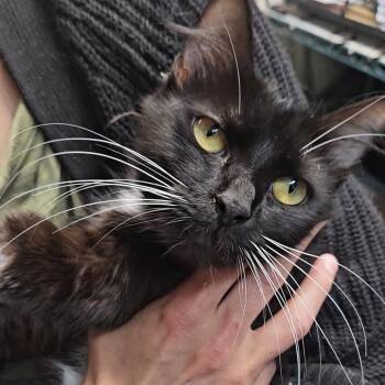 Domestic Long Hair Cats Available for Adoption in New York, New York - Knox N. - Friendly, Fluffy, And Ready For Home | PetCurious