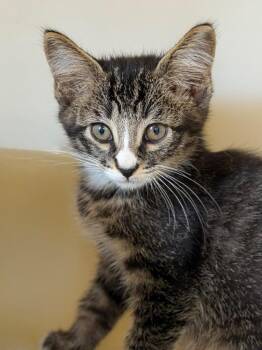 FBI -  Domestic Short Hair Cat for Adoption in Menomonie, Wisconsin - FBI | PetCurious