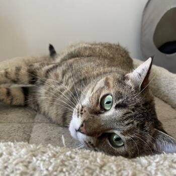 Katy -  Domestic Short Hair Cat for Adoption in New York, New York - Katy | PetCurious
