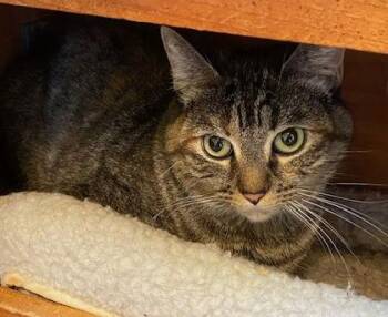 Domestic Short Hair Cats Available for Adoption - Susan | PetCurious