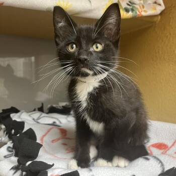 Jermaine -  Domestic Short Hair Cat for Adoption in Chicago, Illinois - Jermaine | PetCurious