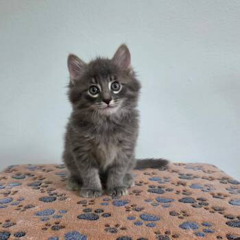 Maddie -  Domestic Long Hair and Tabby Cat for Adoption in High Ridge, Missouri - Maddie | PetCurious