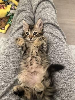 Rescue Tabby Cats for Adoption in Glen Raven, North Carolina - ROCKY | PetCurious