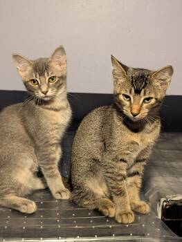 Terry -  Domestic Short Hair Cat for Adoption in Pompano Beach, Florida - Terry | PetCurious