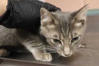 TANNER -  Domestic Short Hair Cat for Adoption in Columbia, South Carolina - TANNER | PetCurious
