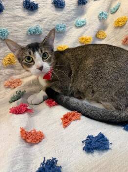 Rosa Pawks PA -  Domestic Short Hair Cat for Adoption in Denham Springs, Louisiana - Rosa Pawks PA | PetCurious