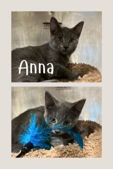 Anna-BARN -  Domestic Short Hair Cat for Adoption in Pierceton, Indiana - Anna-BARN | PetCurious