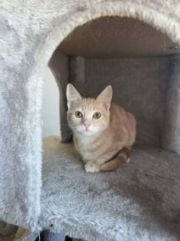 Yuji -  Domestic Short Hair Cat for Adoption in Tucson, Arizona - Yuji | PetCurious