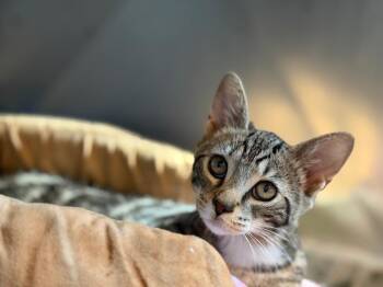 Cricket -  Domestic Short Hair Cat for Adoption in Peru, New York - Cricket | PetCurious