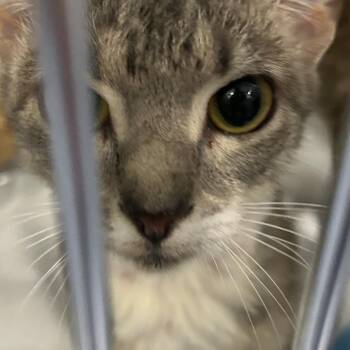 Missy -  Domestic Short Hair Cat for Adoption in Greensboro, North Carolina - Missy | PetCurious