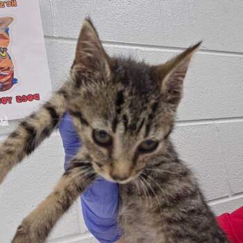 Biscoff -  Domestic Short Hair Cat for Adoption in Chattanooga, Tennessee - Biscoff | PetCurious