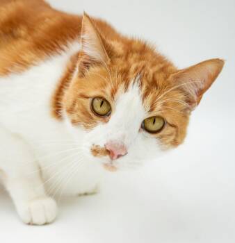 Nugget is nothing less than perfect EPIC LOVER - video from clin -  Turkish Van and Tabby Cat for Adoption in Bedford Hills, New York - Nugget Is Nothing Less Than Perfect EPIC LOVER - Video From Clin | PetCurious