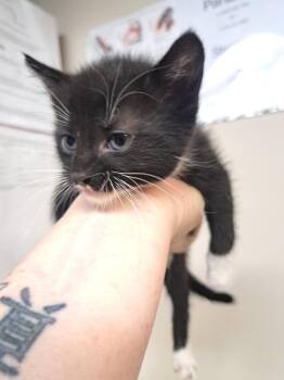Toby -  Domestic Short Hair Cat for Adoption in Fayetteville, Tennessee - Toby | PetCurious