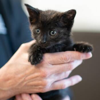 SHADOW-30986 -  Domestic Short Hair Cat for Adoption in Memphis, Tennessee - SHADOW-30986 | PetCurious