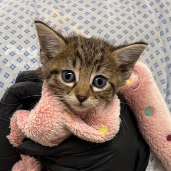 Mulan -  Domestic Short Hair Cat for Adoption in West Palm Beach, Florida - Mulan | PetCurious