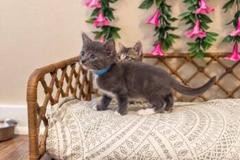 Paco Blue Jeans -  Russian Blue and Domestic Short Hair Cat for Adoption in Friendswood, Texas - Paco Blue Jeans | PetCurious