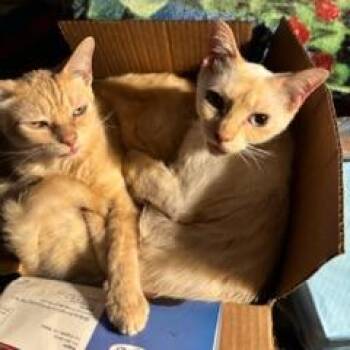 Sherbet -  Domestic Short Hair Cat for Adoption in Los Angeles, California - Sherbet | PetCurious