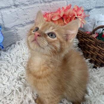 Papaya -  Domestic Short Hair Cat for Adoption in Harrisonburg, Virginia - Papaya | PetCurious