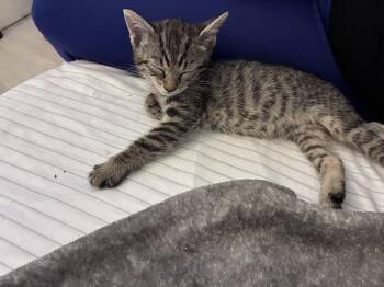 Calla Lily -  Domestic Short Hair Cat for Adoption in Alafaya, Florida - Calla Lily | PetCurious