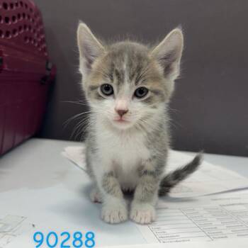 Domestic Long Hair Cats Available for Adoption - ZANE | PetCurious