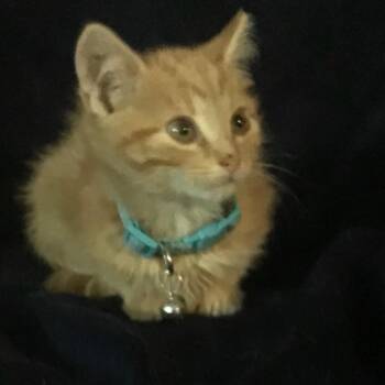 Tonks -  Domestic Medium Hair Cat for Adoption in Fredericksburg, Virginia - Tonks | PetCurious