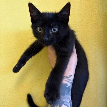 Clank -  Domestic Short Hair Cat for Adoption in Webster, Texas - Clank | PetCurious