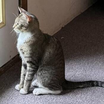 Oregon -  Domestic Short Hair Cat for Adoption in Silverton, Oregon - Oregon | PetCurious