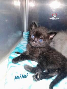 Princess Pals: Hei-Hei -  Domestic Short Hair Cat for Adoption in Council Bluffs, Iowa - Princess Pals: Hei-Hei | PetCurious