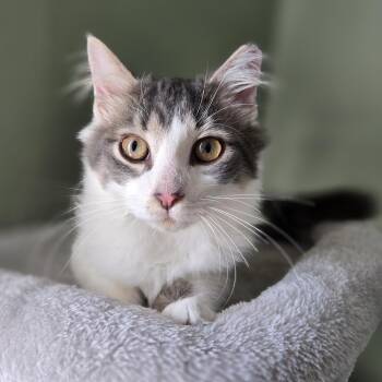 Rescue Domestic Long Hair Cats for Adoption in Lemoyne, Pennsylvania - Marshmallow (will Melt In Your Arms!) | PetCurious